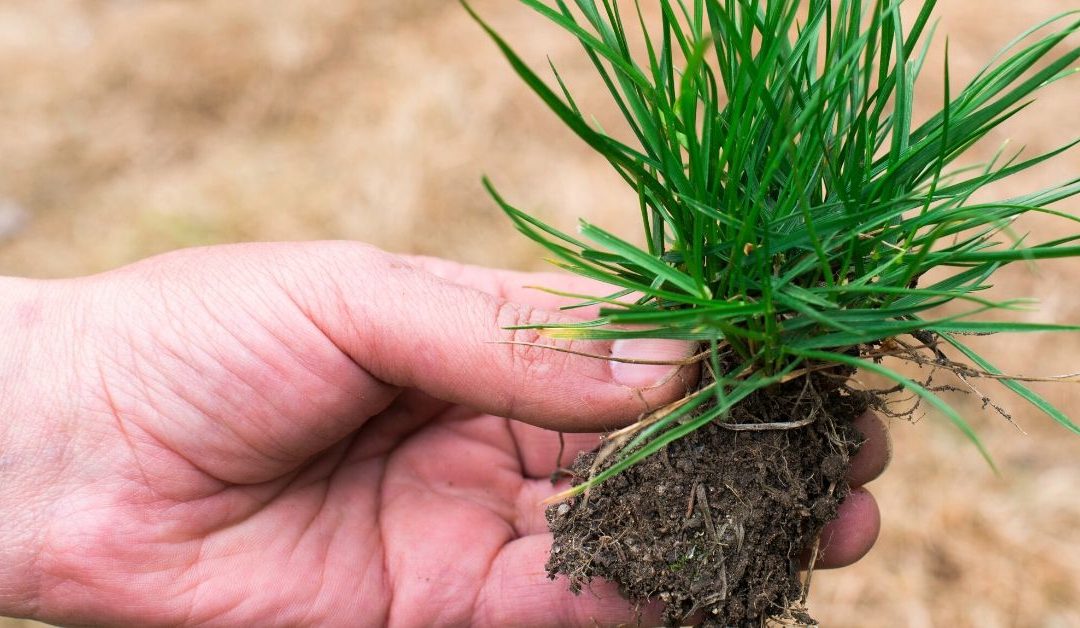 How to Develop Healthy Root Zones Through Good Soil Management