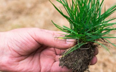 How to Develop Healthy Root Zones Through Good Soil Management