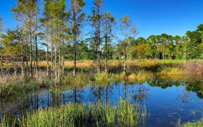 Bioaugmentation Improves Water Clarity in Freshwater Pond
