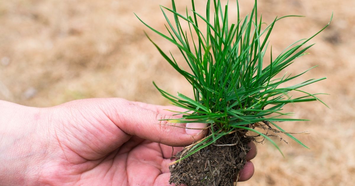 BioLynceus-LLC-Turf-Webinar