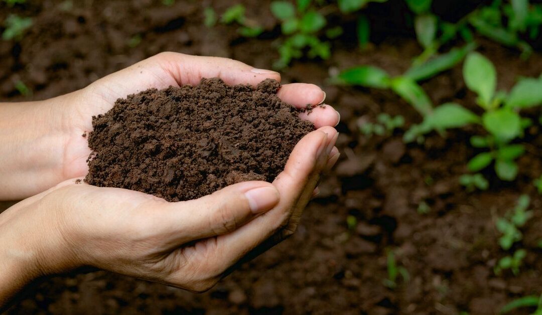 Soil Microbes and Nutrient Uptake