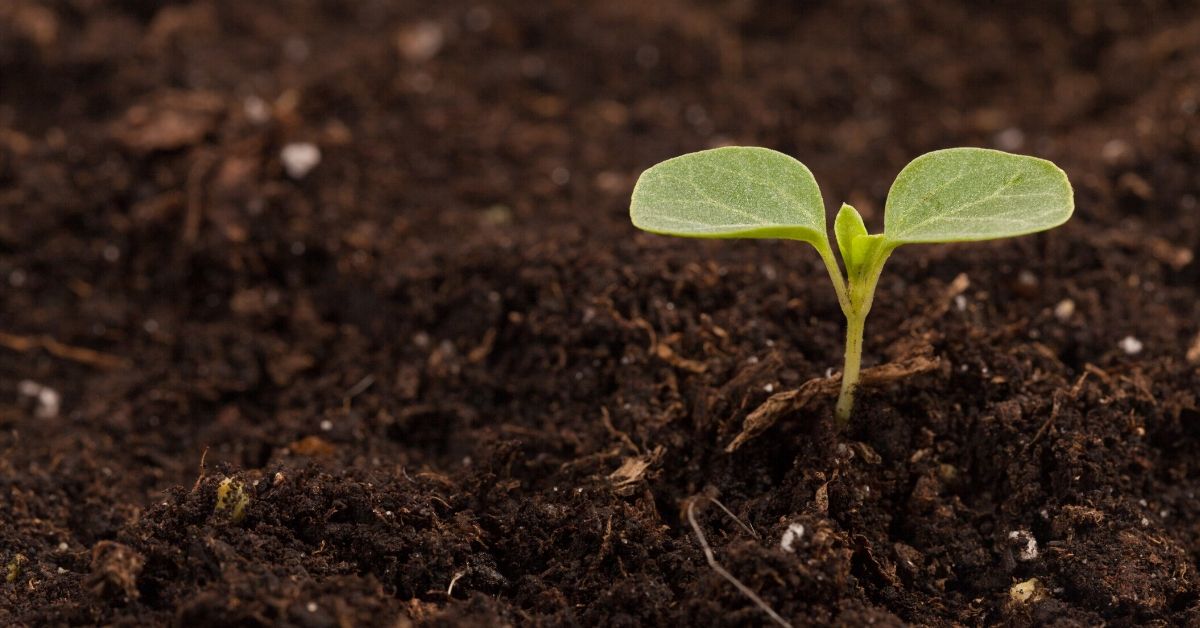 BioLynceus-LLC-Why-All-Humic-Acids-Are-Not-Created-Equal-Humega