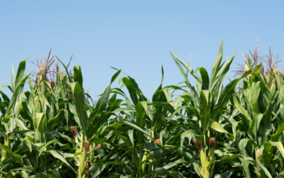 Irrigation Deficit Study Shows 40 Bushel Yield Increase