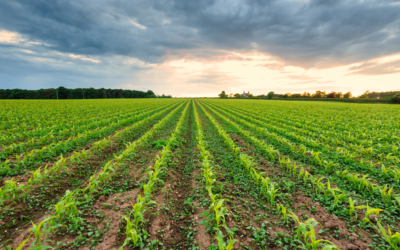 Webinar – How to Improve Nutrient Uptake and Yield with Fulvex®