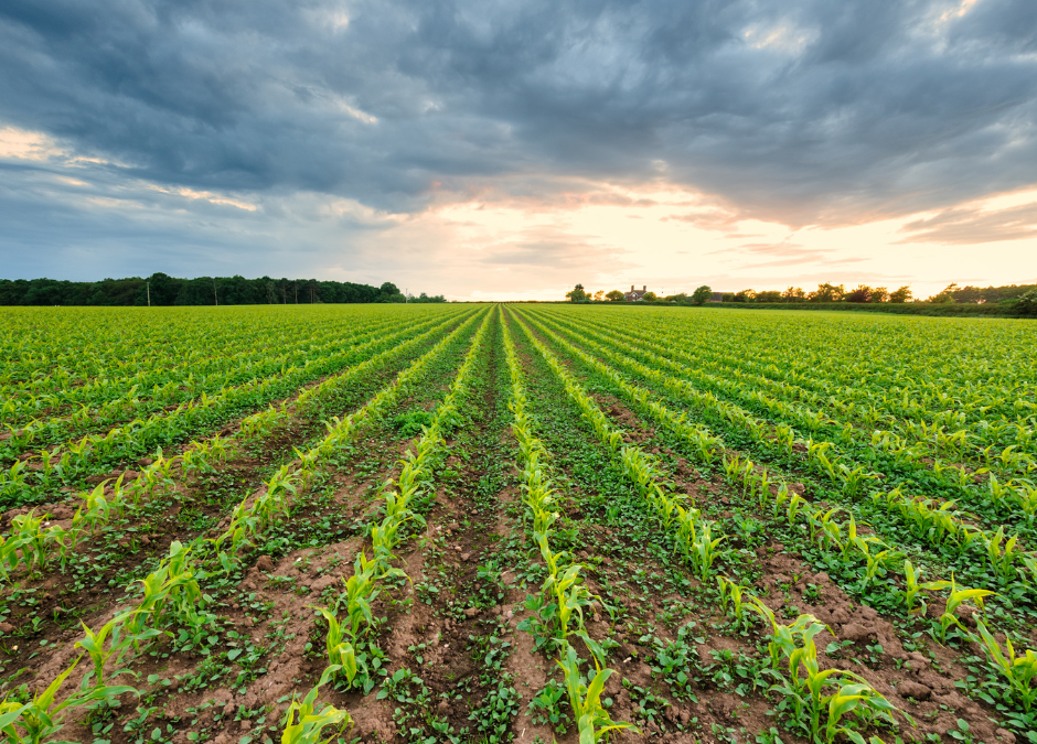 Webinar – How to Improve Nutrient Uptake and Yield with Fulvex®
