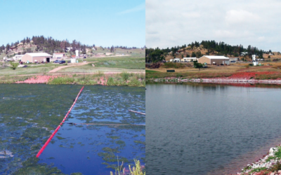 Water Clarity Bioaugmentation in a Freshwater Pond