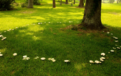 Eliminating Fairy Ring – A Client Testimonial – [ video ]