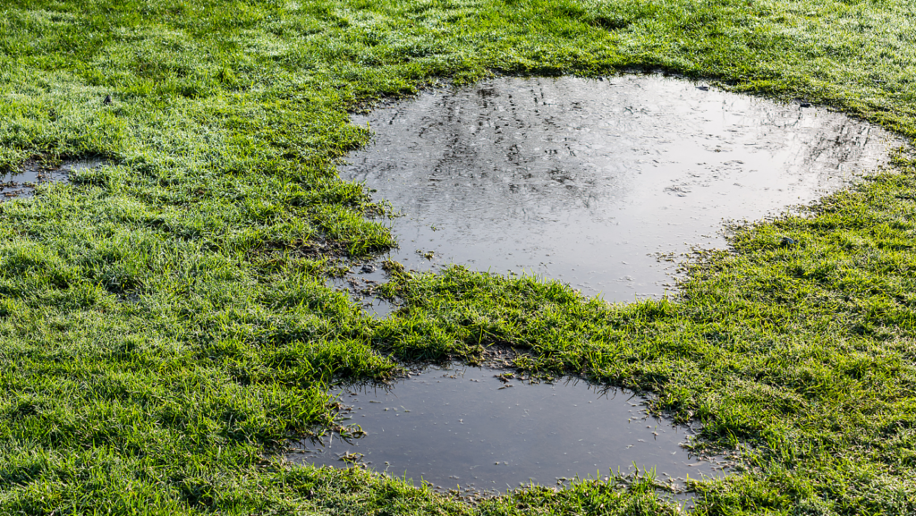 Puddle of water on grass