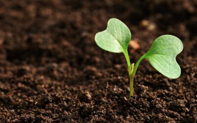 Webinar – Lot 125 for Drought Concerns, Fertilizer Efficiency and Healthier Plants