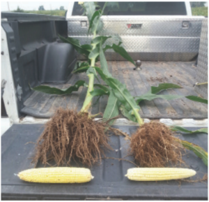 A photo of corn roots of two different stalks of corn. The one treated with Lot 125 shows full flourishing root and the stalk roots that were not treated with Lot 125 show smaller less developed and less anchoring roots