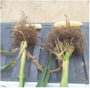 A photo of corn roots of two different stalks of corn. The one treated with Lot 125 shows full flourishing root and the stalk roots that were not treated with Lot 125 show smaller less developed and less anchoring roots