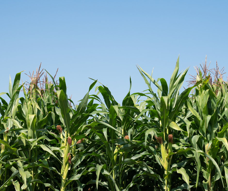 Heathy corn crop after Lot 125® Biolynceus product applied